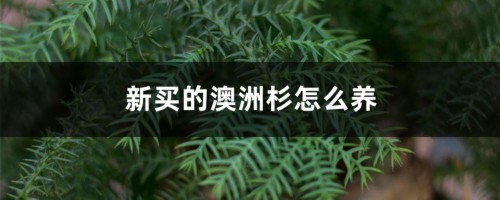 新买的澳洲杉怎么养