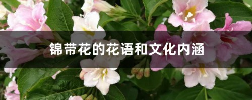 锦带花的花语和文化内涵