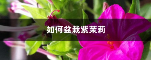 如何盆栽紫茉莉