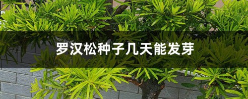 罗汉松种子几天能发芽（怎么催芽，发芽能见光吗）