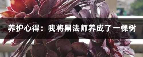 养护心得：我将黑法师养成了一棵树