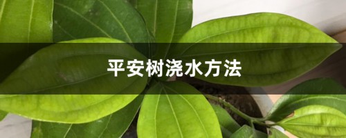 平安树浇水方法