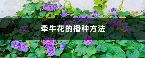 牵牛花的播种方法