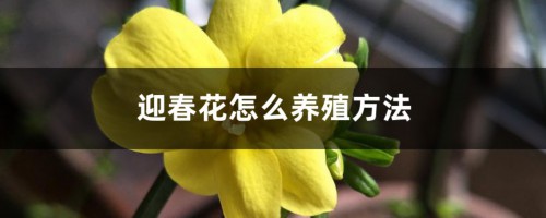 迎春花怎么养殖方法